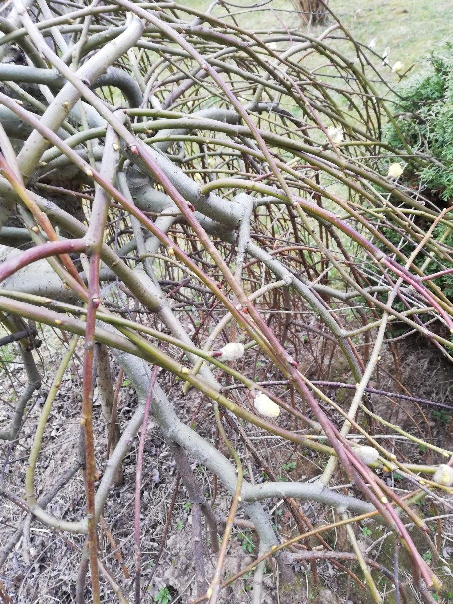 Ива Козья корневая система