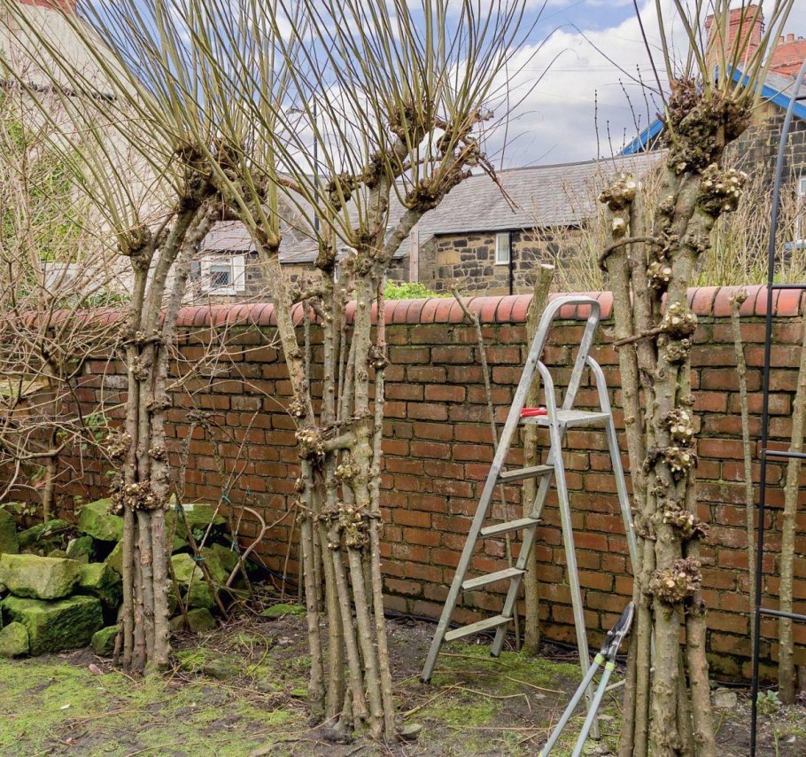 Ива после санитарной обрезки