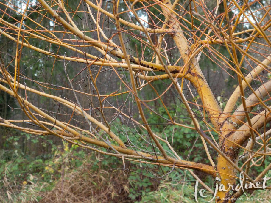 Ива плакучая ржавчина