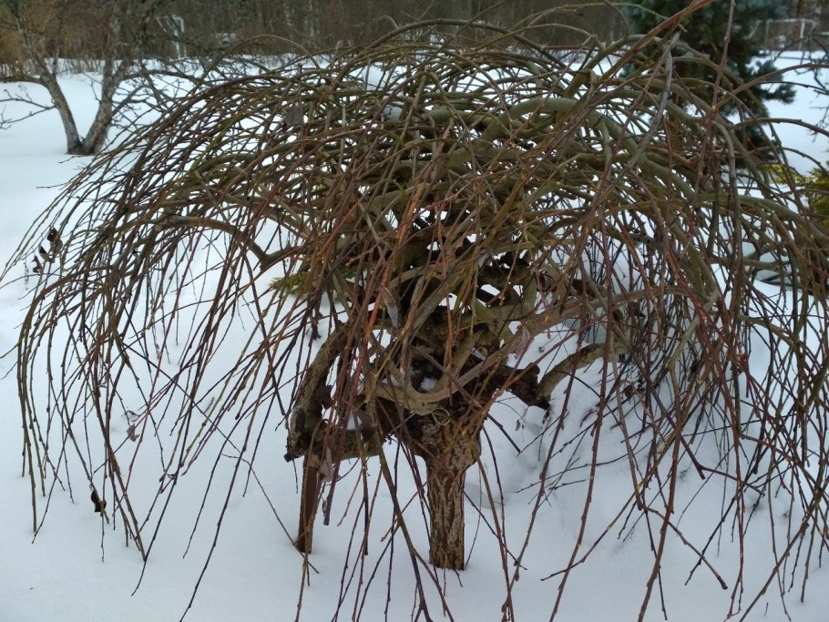 Дерен белый ниваки