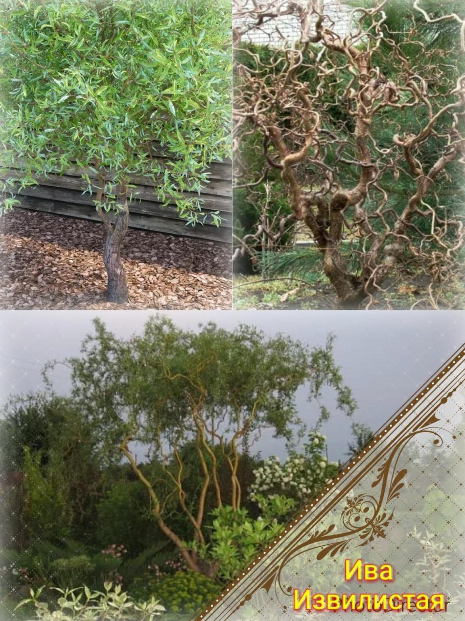 Ива Козья Пендула