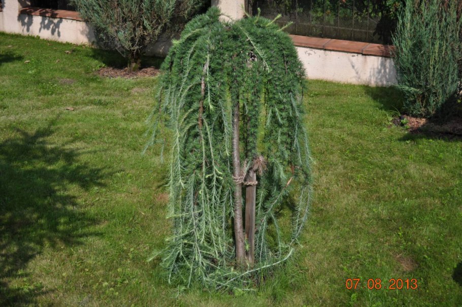 Плакучая Ива формировка кроны