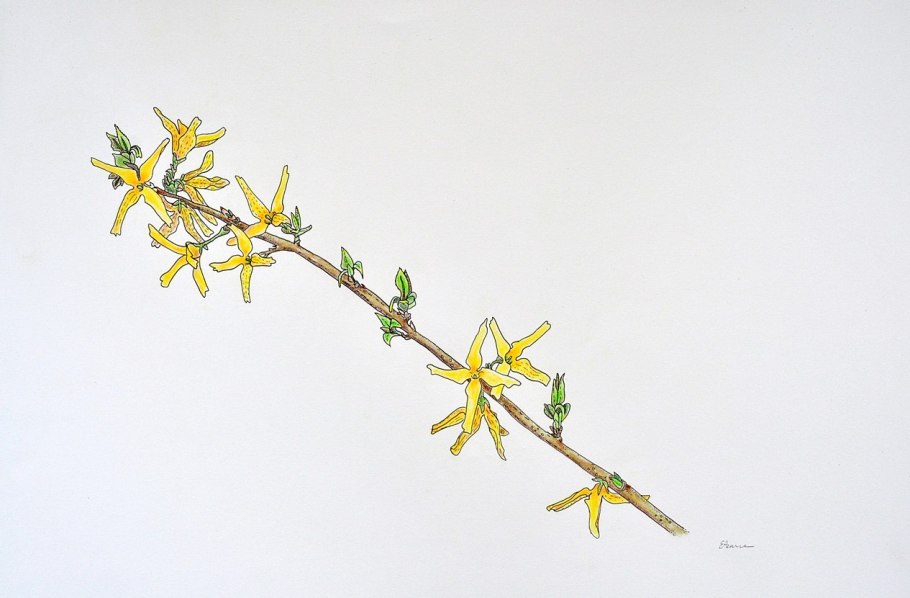 Схема обрезки крыжовника