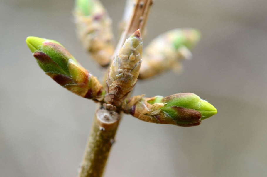 Мульчирование гортензии метельчатой