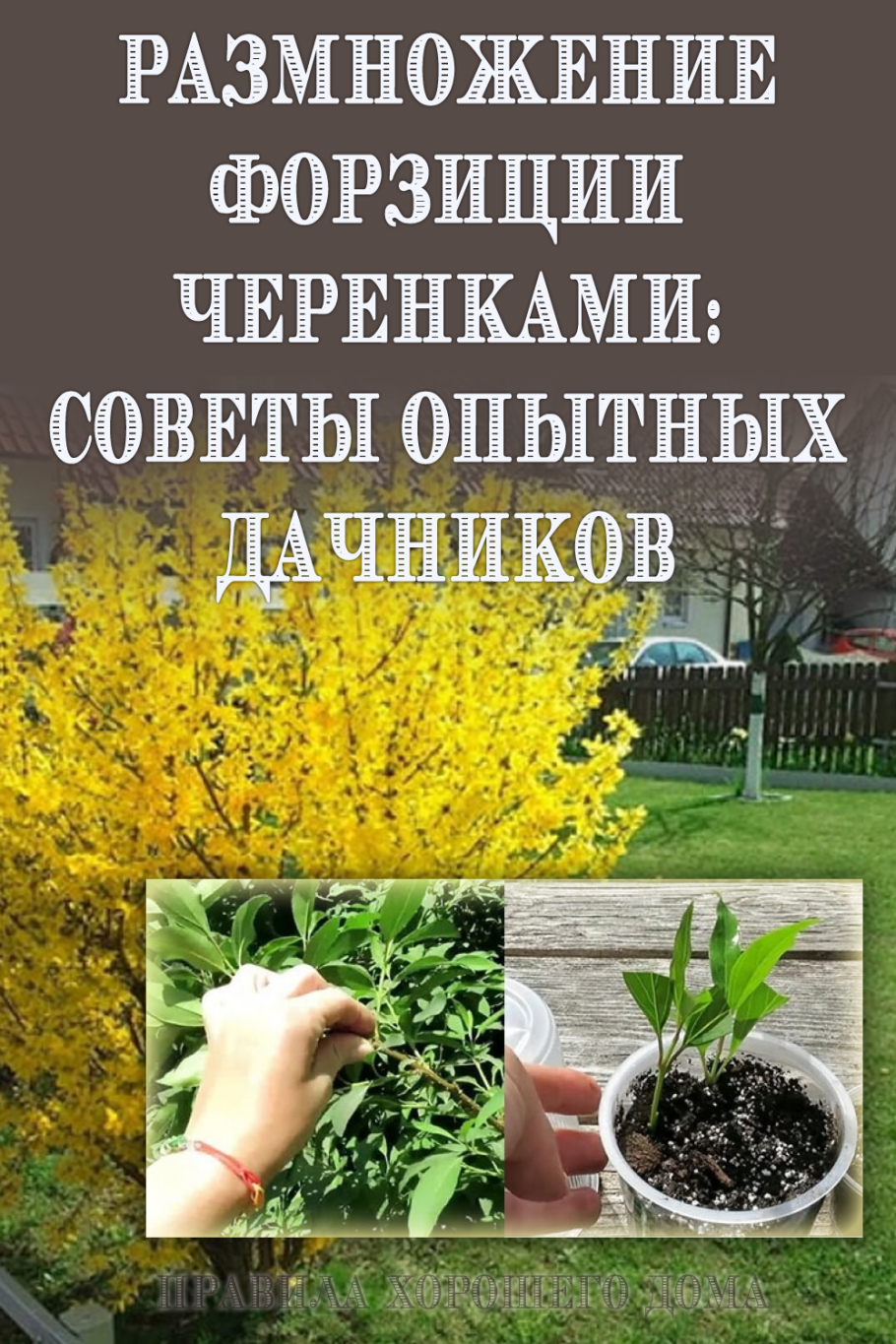 Ива шаровидная черенкование