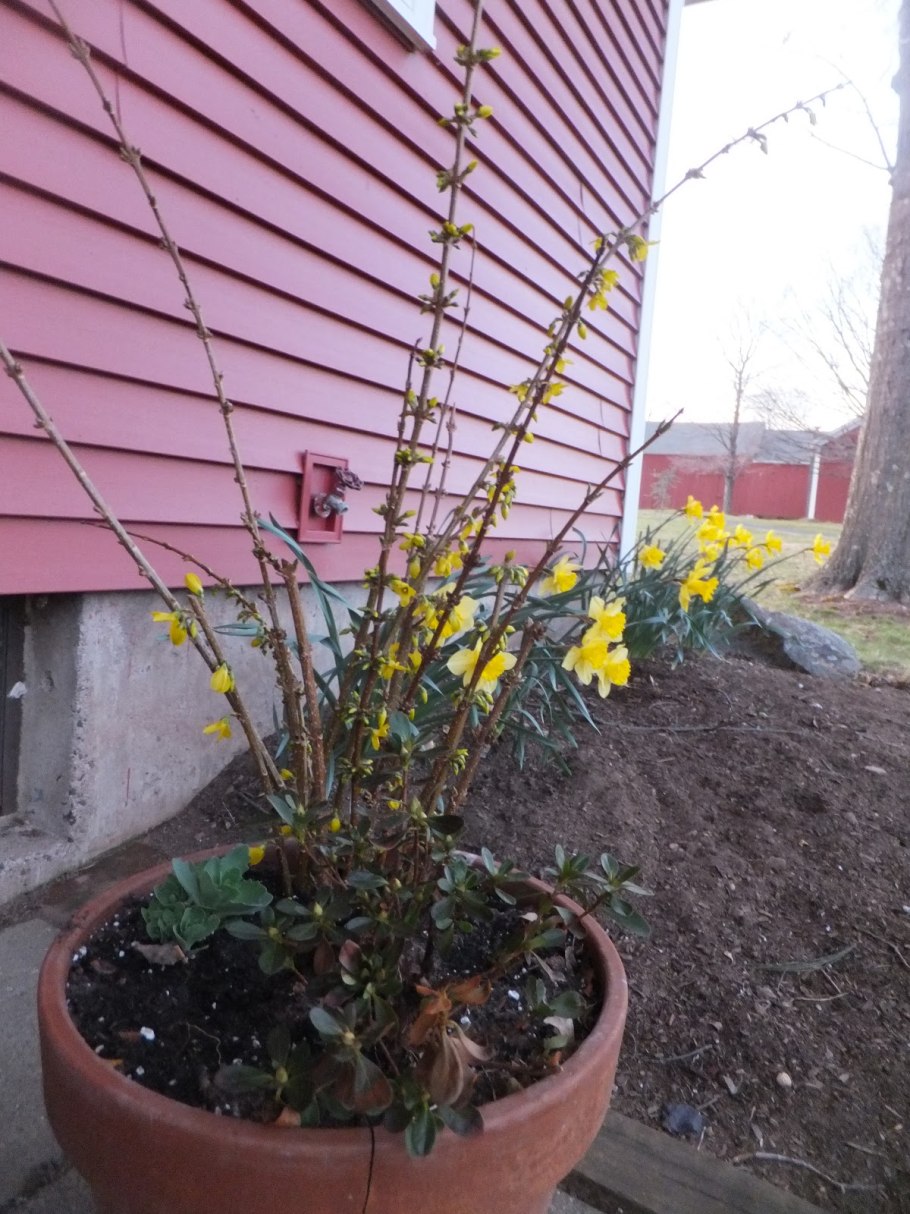 Форзиция кустарник осенью