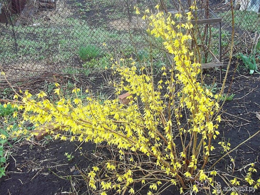 Размножение дерена черенками