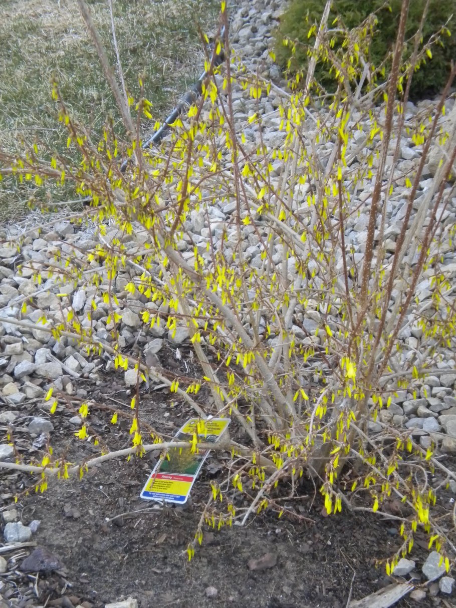 Форзиция отводками