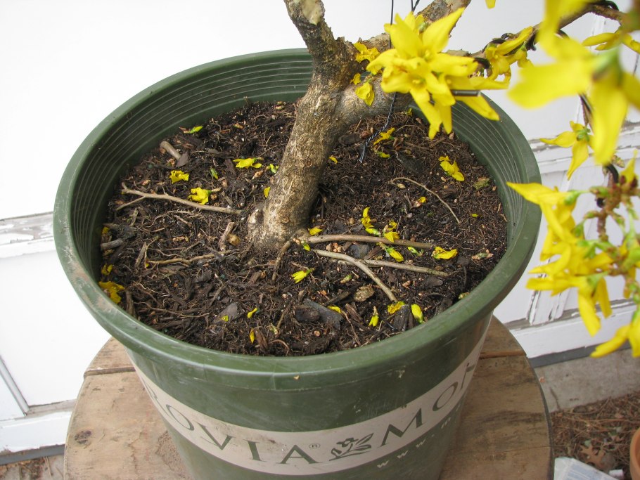 Спирея японская и форзиция