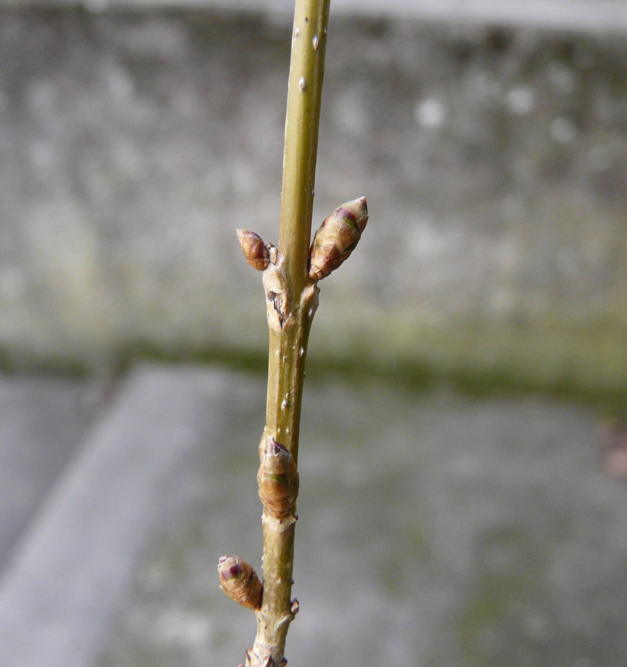 Форзиция в горшке