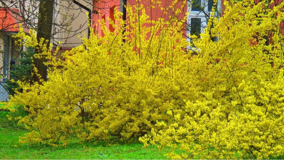 Плакучая Ива черенок