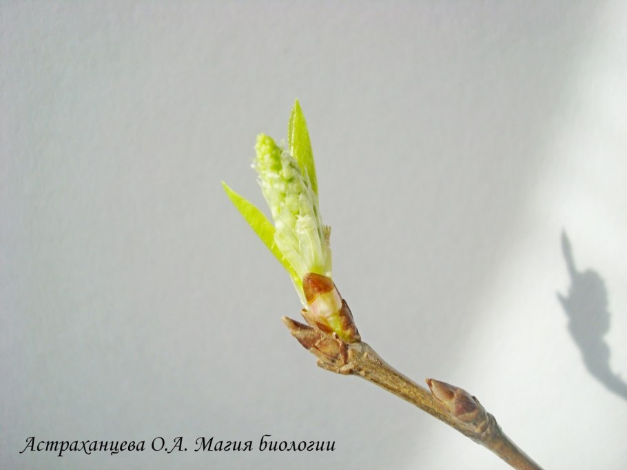 Форзиция флористика