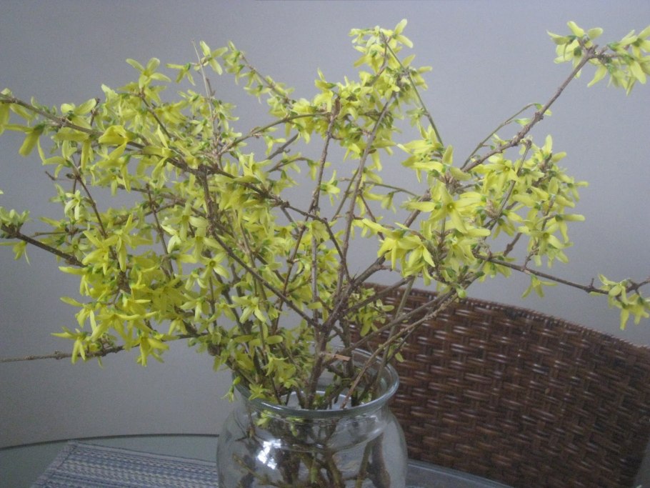 Форзиция размножение черенками