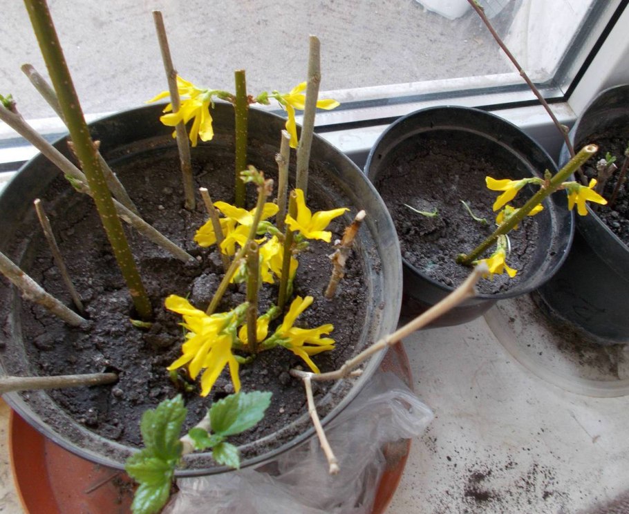 Форзиция одревесневшие черенки