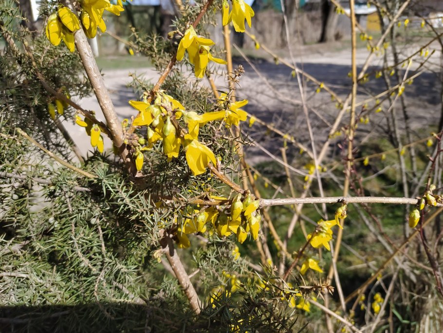 Форзиция черенки