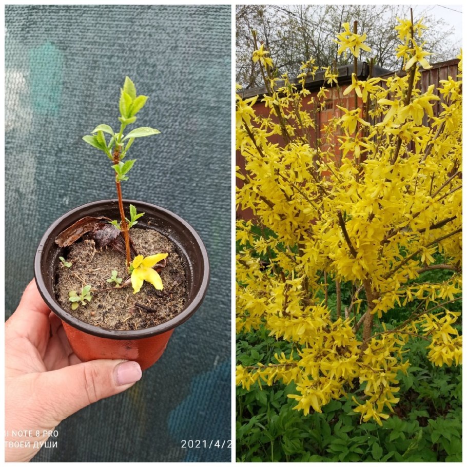 Схема посадки чайно-гибридных роз