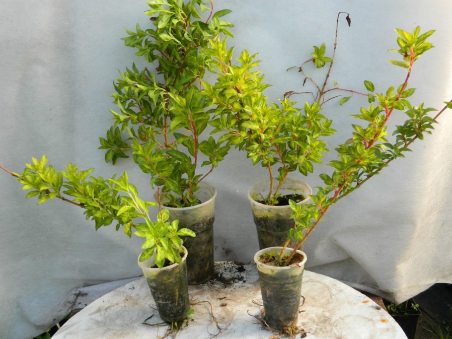 Георгины подращивание