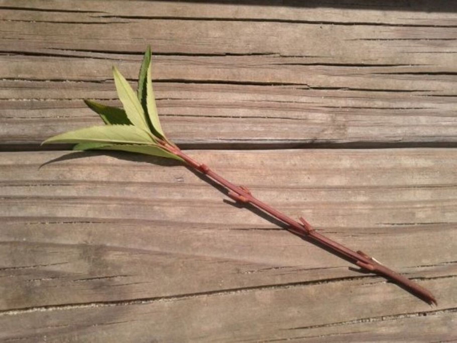 Форзиция отводками