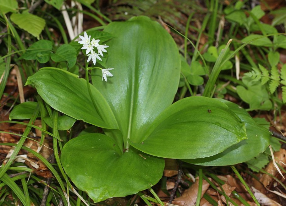 Клинтония Удская Сахалина