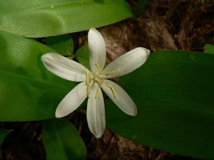 Clintonia Udensis