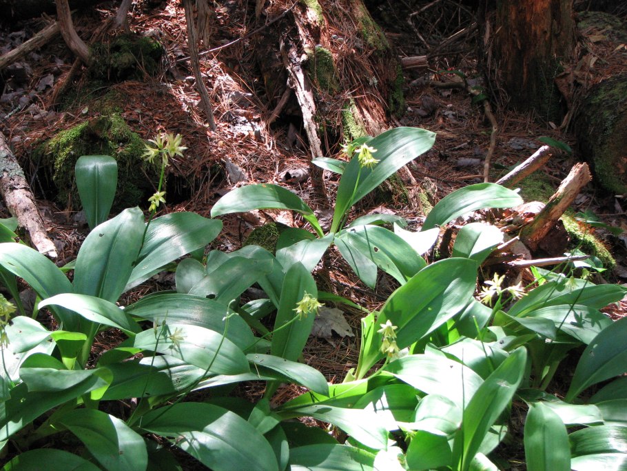 Плоды Clintonia