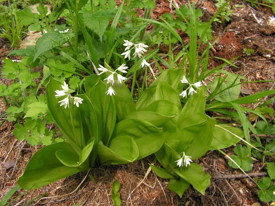 Клинтония (Clintonia Borealis)