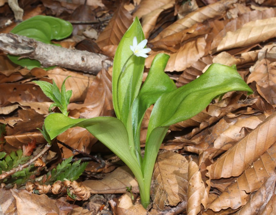 Clintonia umbellulata