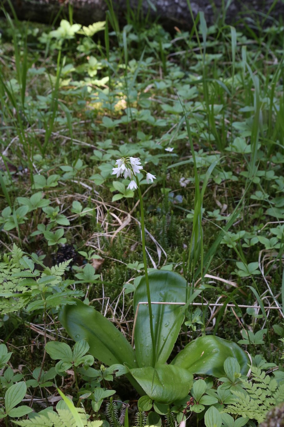 Clintonia andrewsiana