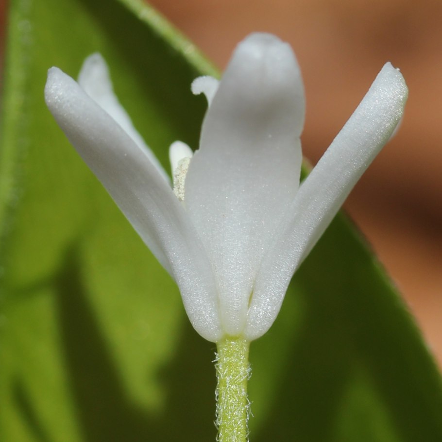 Hoya uniflora