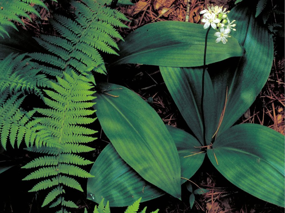 Clintonia Borealis