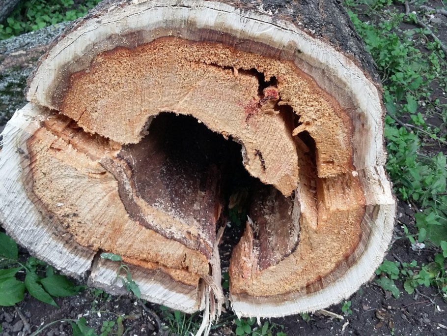 Ядровая гниль древесины