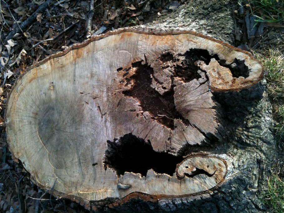 Фунгус древесный гриб