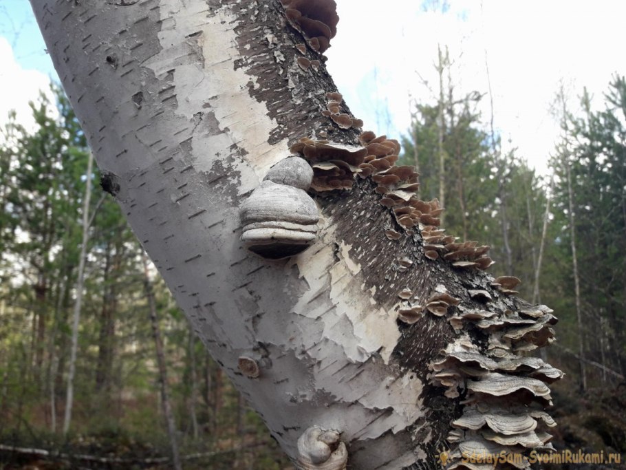 Бурая трещиноватая гниль древесины