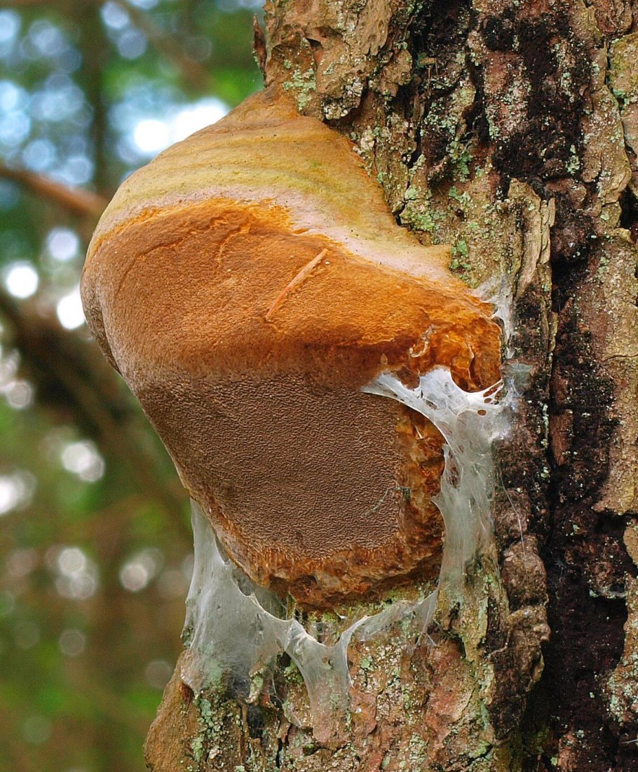 Трутовик настоящий fomes fomentarius