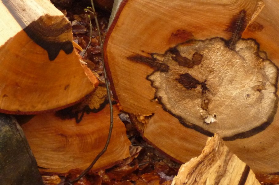 Грибы на стволе дерева