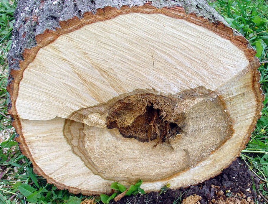 Паразитизм гриб трутовик