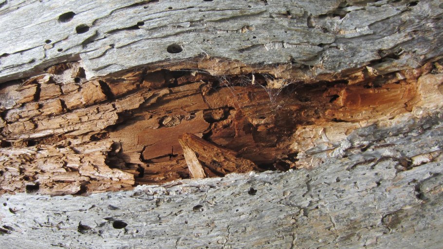 Бурая трещиноватая ядровая гниль