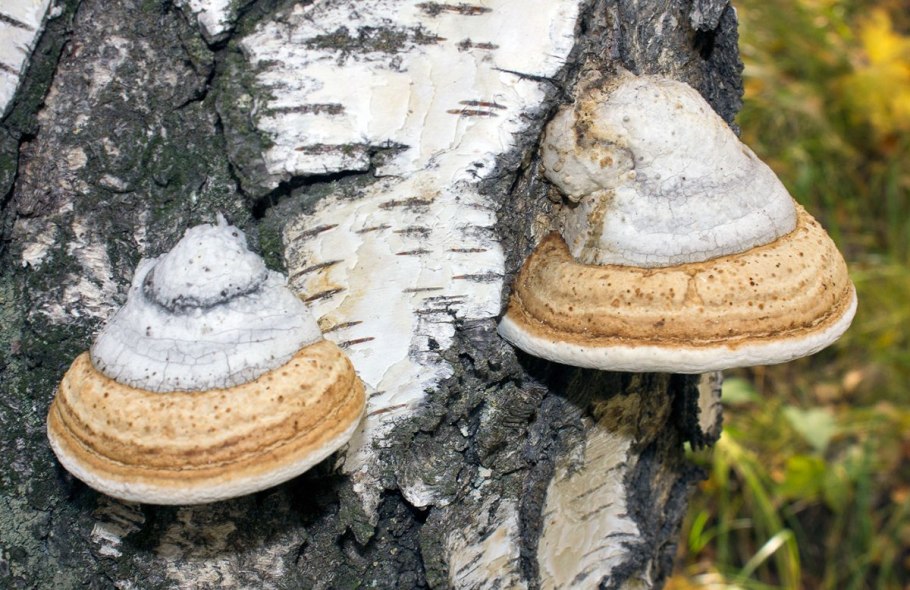 Трутовик настоящий fomes fomentarius