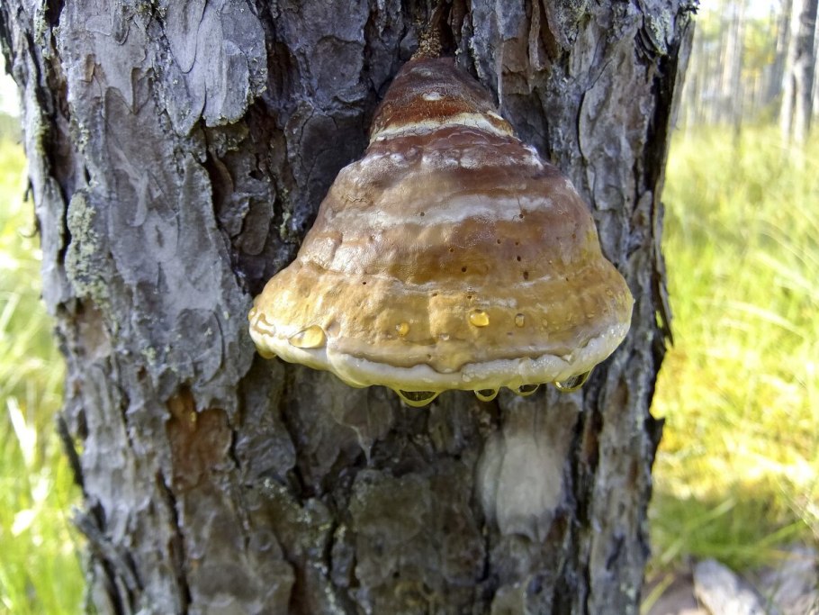 Трутовик настоящий fomes fomentarius