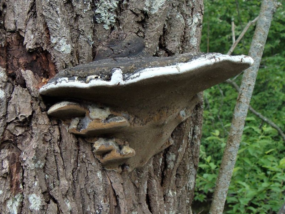 Грибок на пне