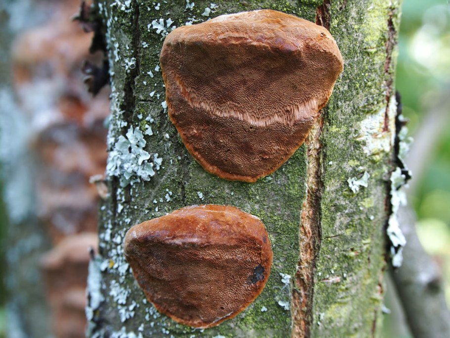 Ивовый трутовик (Phellinus conchatus (pers.) Quel.)