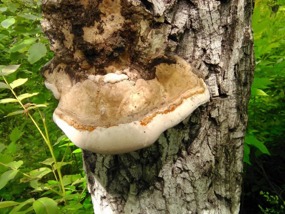 Jenis Clover Hoof fungus