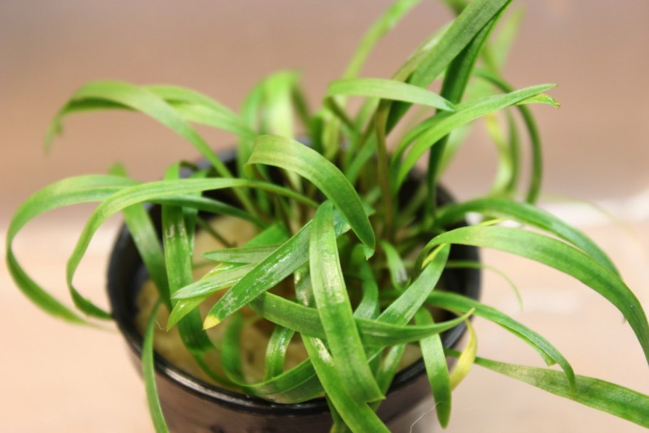 Криптокорина криспатула (Cryptocoryne crispatula)