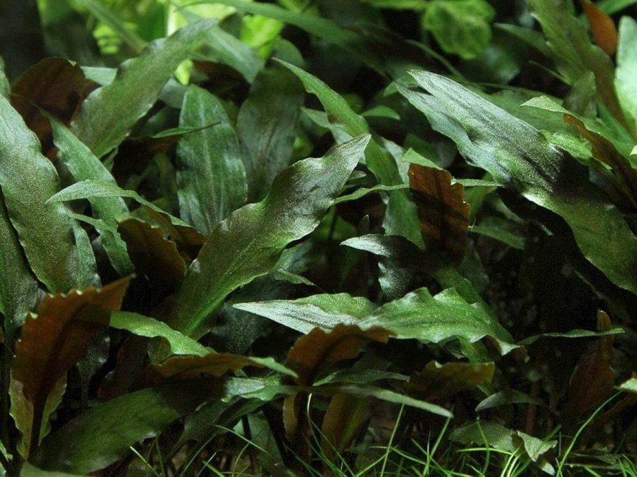 Cryptocoryne Фламинго микро
