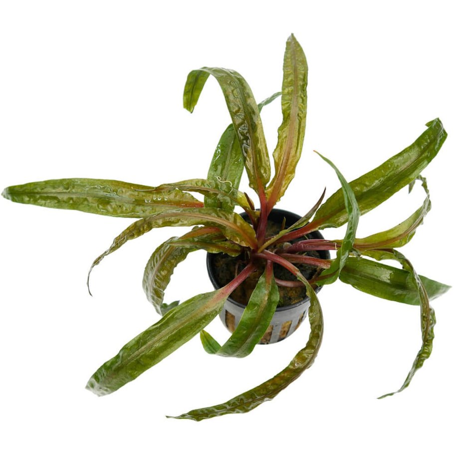 Cryptocoryne spiralis var. Spiralis