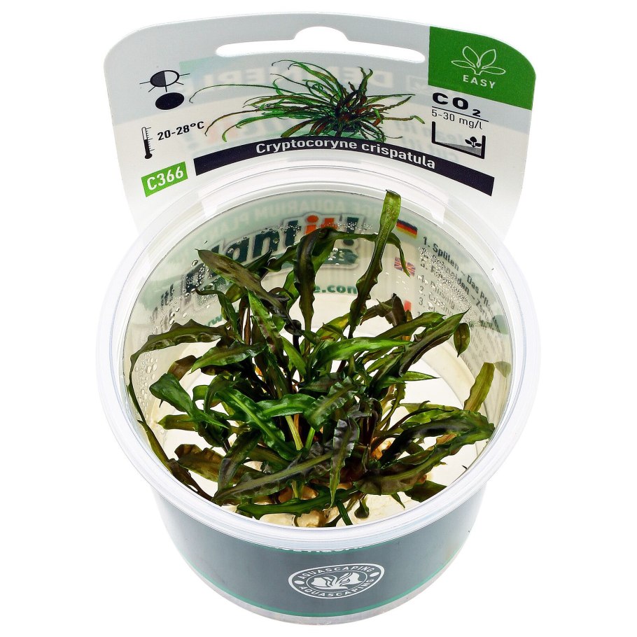Криптокорина тонкиненсис Cryptocoryne crispatula var. Tonkinensis