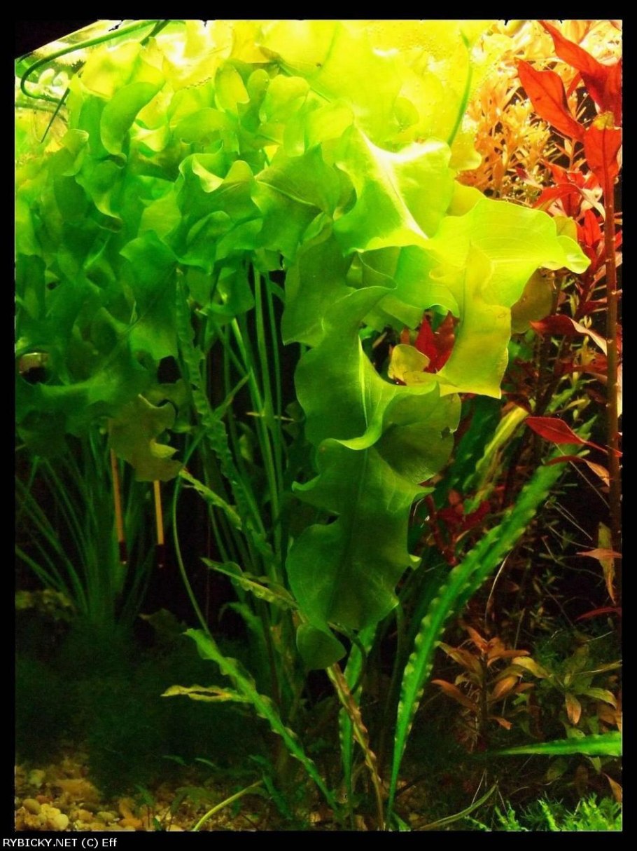 Aponogeton longiplumulosus