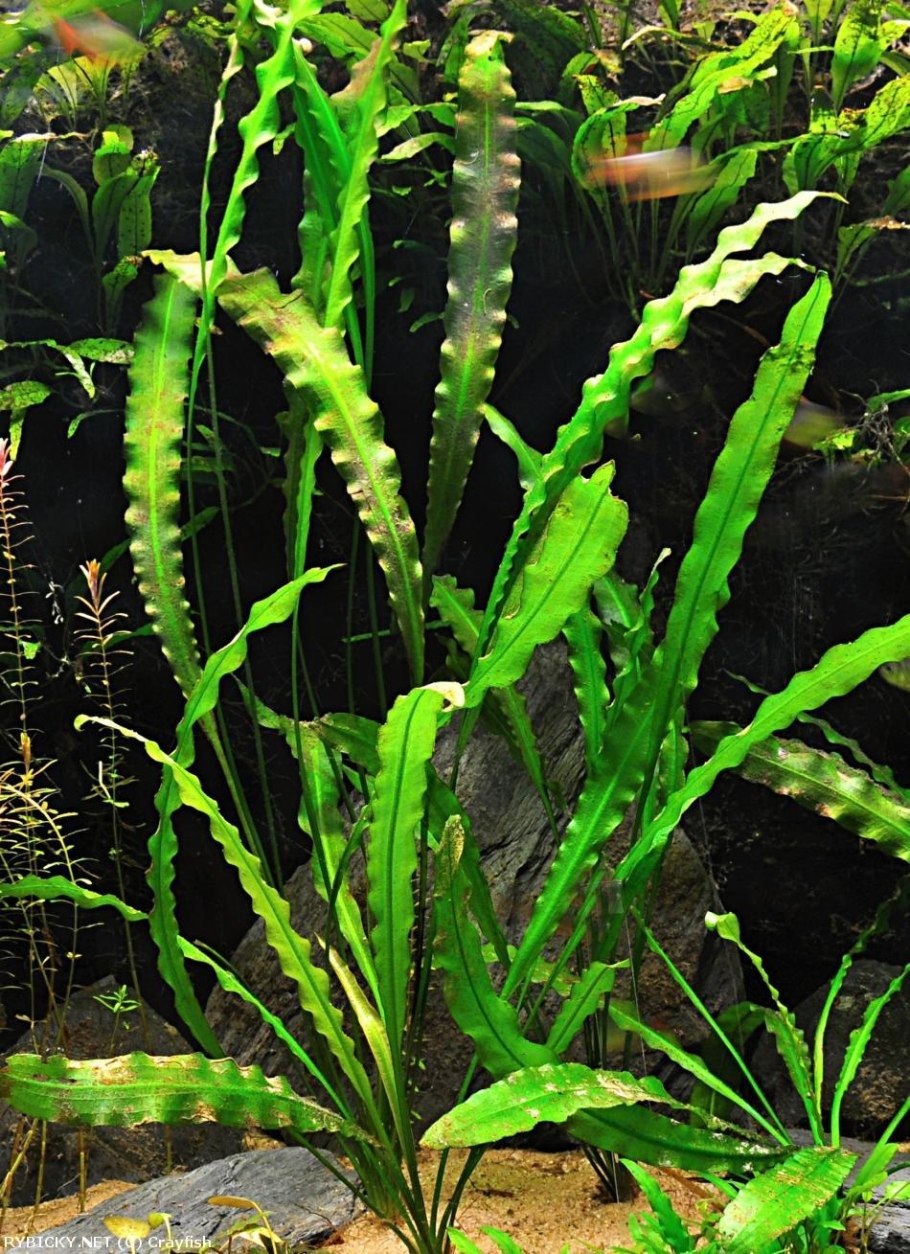 Апоногетон волнистый