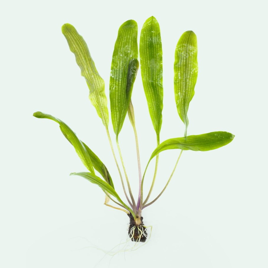 Апоногетон мадагаскарский узколистный