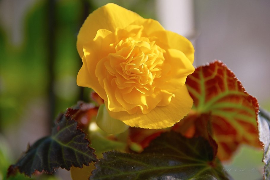 Бегония Metallica